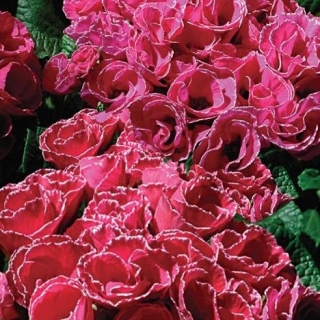 Примула Пикоти Роуз бесстебельная (серия Primlet)