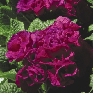 Примула Примлет Пурпл