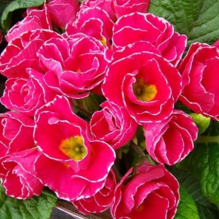 Примула Примлет Роуз Эдж