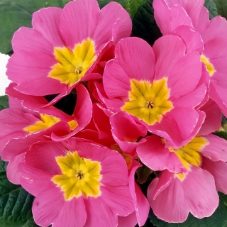 Примула Данова Клюква в сахаре F1 бесстебельная