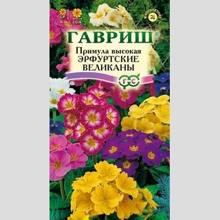 Примула Эрфуртские великаны