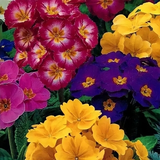 Примула Эрфуртские великаны