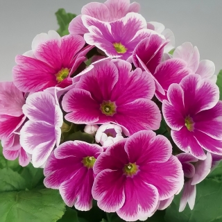 Примула Либре F1 Роуз Пикоти