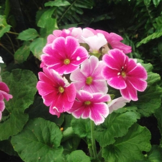 Примула Либре Весенний Поцелуй