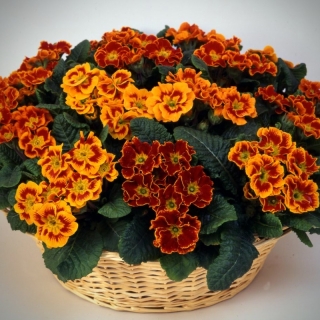 Примула Магия F1 смесь