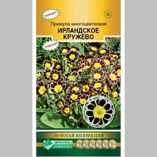 Примула Ирландское кружево многоцветковая