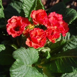 Примула Скарлет Ред бесстебельная (серия Primlet)