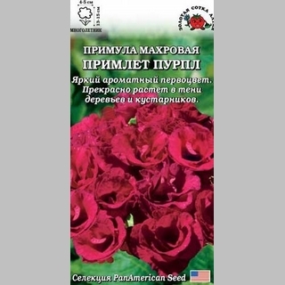 Примула Примлет Пурпл