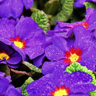 Примула Ренессанс F1 (бесстебельная)