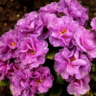 Примула Ромио розовая F1 махровая