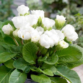 Примула Розанна белая F1 махровая