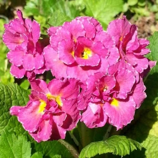 Примула Розанна розовая F1 махровая