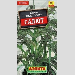 Просо Салют (декоративное)