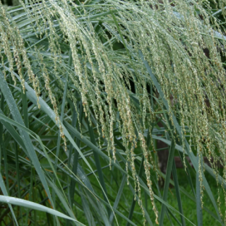 Просо Салют (декоративное)