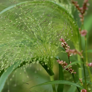 Просо Парпл пурпурное (большой пакет)