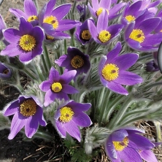 Прострел обыкновенный или сон-трава Виолет