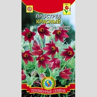 Прострел Красный