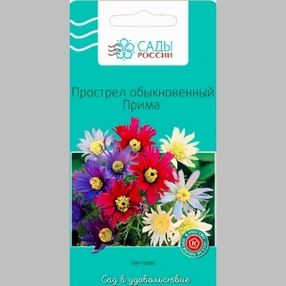 Прострел Прима (обыкновенный)