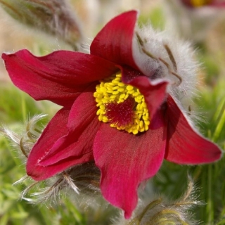 Прострел Красный