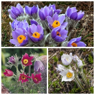 Прострел Перья