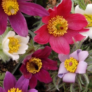 Прострел Беллс Смесь