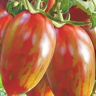 Томат Птичка-невеличка