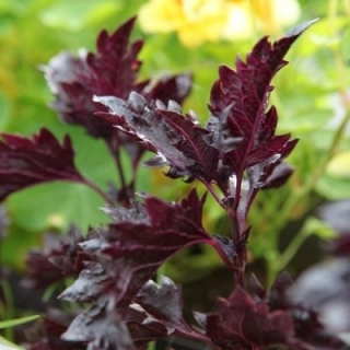 Базилик Перпл Раффлс