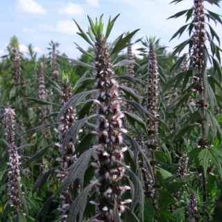 Пустырник Самарский (сердечный)