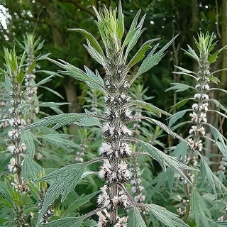 Пустырник Сердечный