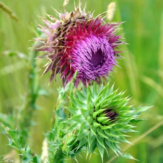 Расторопша Доброго Здоровья пятнистая