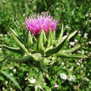 Расторопша Панацея пятнистая