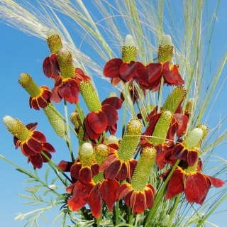 Ратибида Сомбреро (колоновидная)