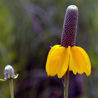 Ратибида Желтая Шляпа колоновидная