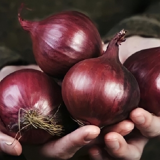 Лук Ред Барон (репчатый)
