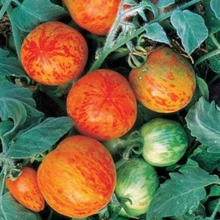 Томат Red Elberta Peach (большой пакет)