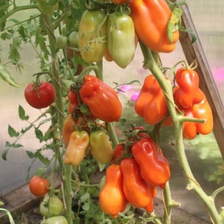 Томат Ред Фокс