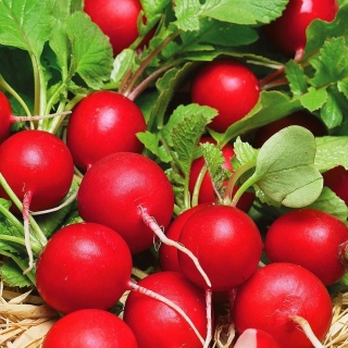 Редис Детский F1