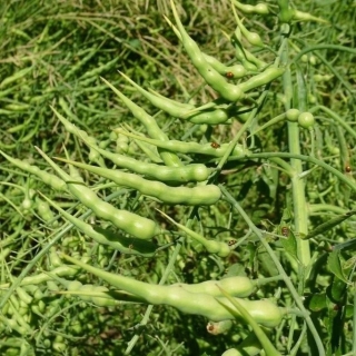 Редис Мексиканский спаржевый (большой пакет)