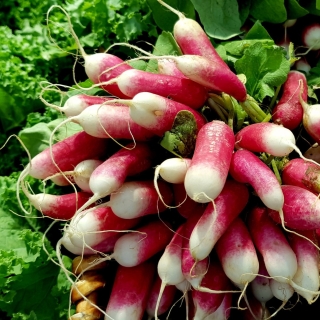 Редис Русский деликатес® - длинноплодный