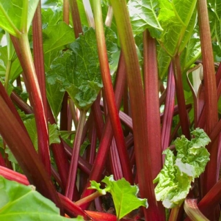 Ревень Бабушкины пирожки