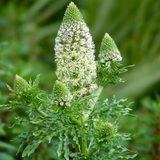 Резеда Маше миньон душистая