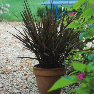 Рис декоративный (большой пакет)