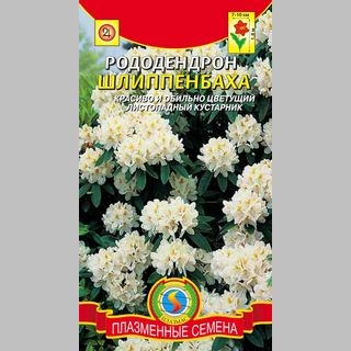 Рододендрон Шлиппенбаха