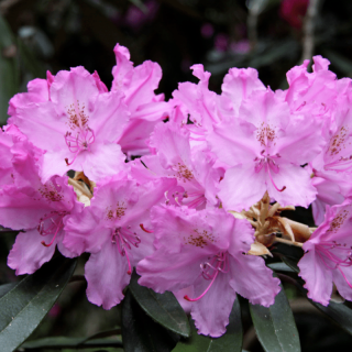 Рододендрон Смирнова (большой пакет)