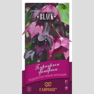 Родохитон Пурпурные фонарики