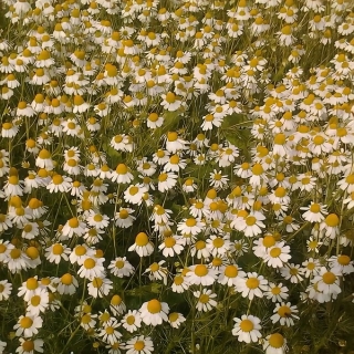 Ромашка Старый лекарь (аптечная)