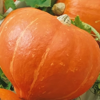 Тыква Россиянка