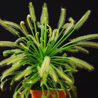 Росянка Альба капская (Хищник) (большой пакет)