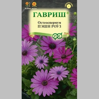 Остеоспермум Пэшн Роуз
