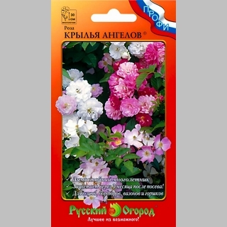 Роза Крылья Ангелов